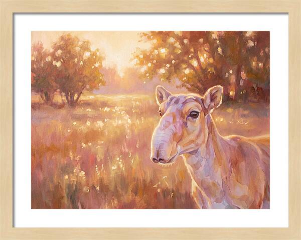 Saiga In Light
