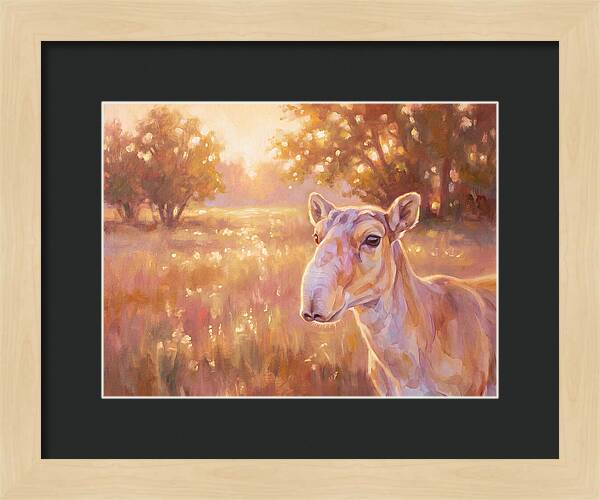 Saiga In Light