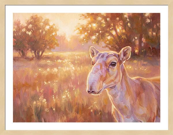 Saiga In Light