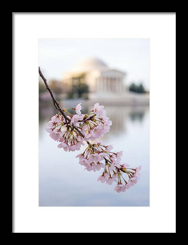 Sakura Blossoms By The Tidal Basin