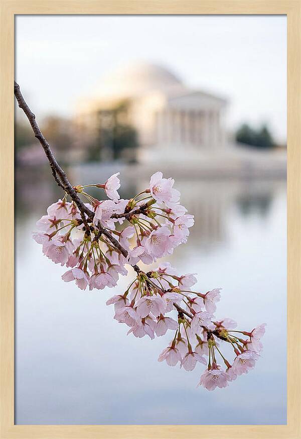 Sakura Blossoms By The Tidal Basin