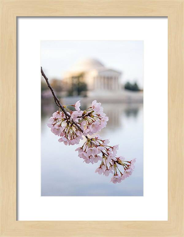 Sakura Blossoms By The Tidal Basin