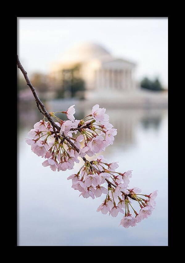Sakura Blossoms By The Tidal Basin