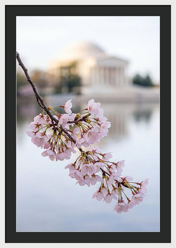 Sakura Blossoms By The Tidal Basin