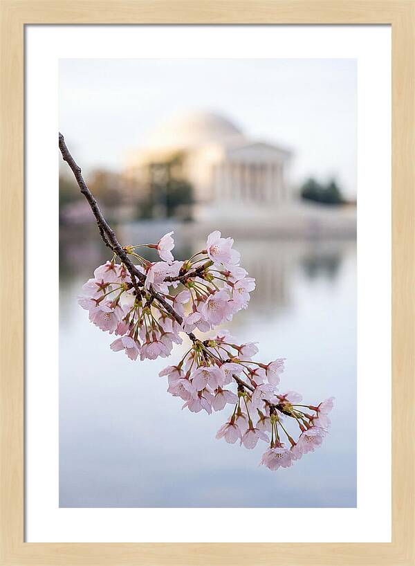 Sakura Blossoms By The Tidal Basin