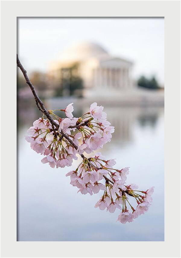 Sakura Blossoms By The Tidal Basin
