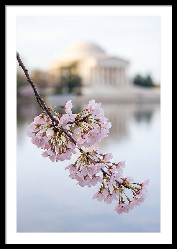 Sakura Blossoms By The Tidal Basin