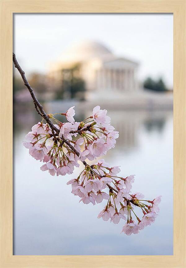 Sakura Blossoms By The Tidal Basin