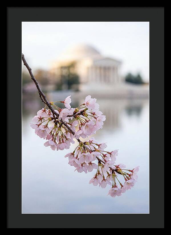 Sakura Blossoms By The Tidal Basin