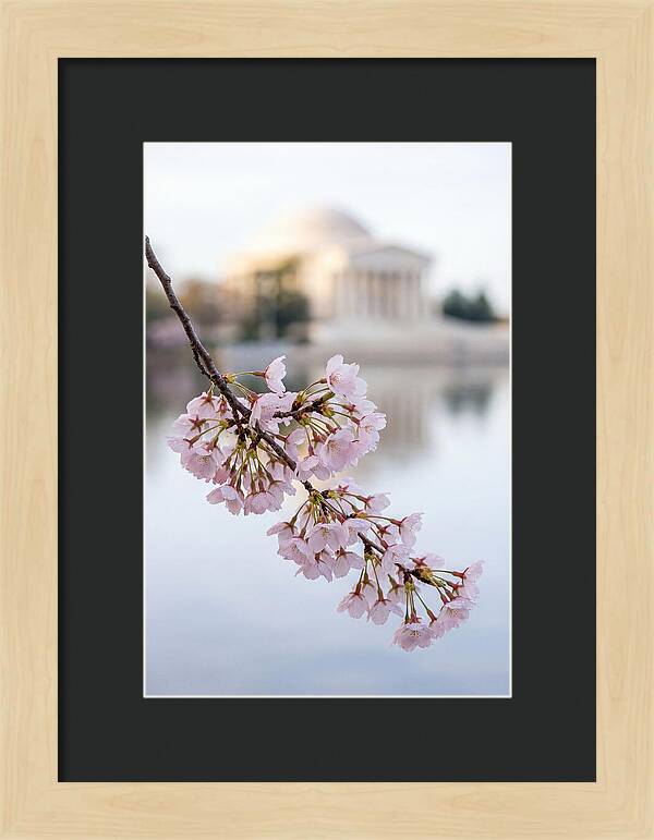 Sakura Blossoms By The Tidal Basin
