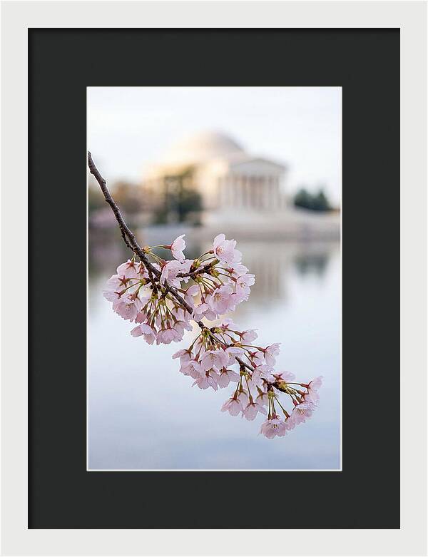Sakura Blossoms By The Tidal Basin
