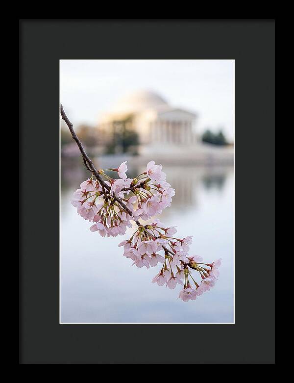 Sakura Blossoms By The Tidal Basin