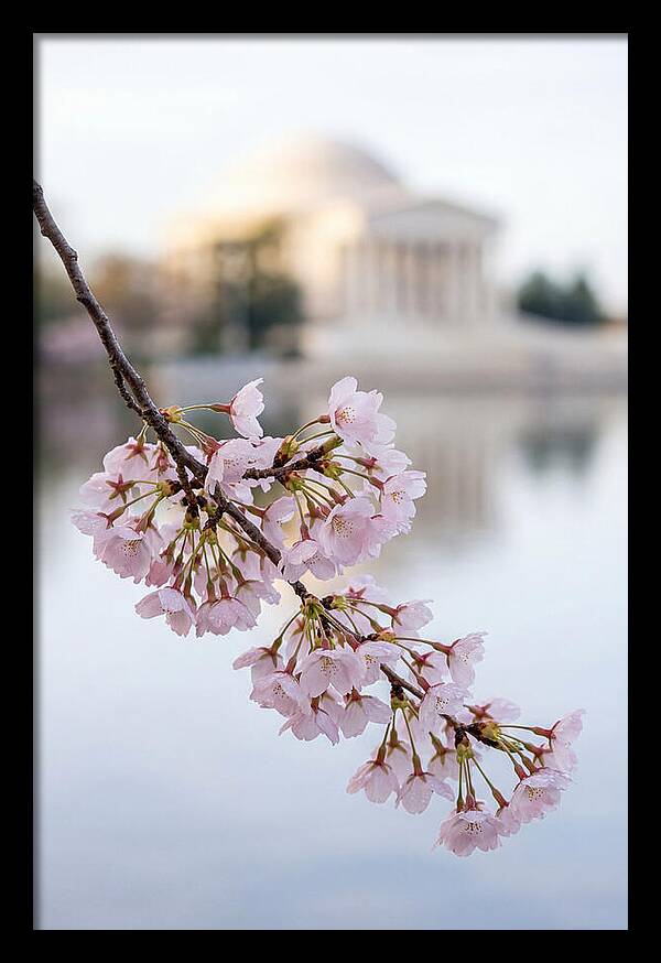 Sakura Blossoms By The Tidal Basin