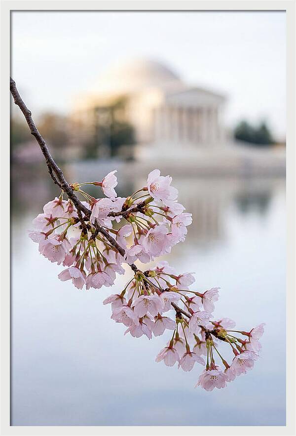 Sakura Blossoms By The Tidal Basin