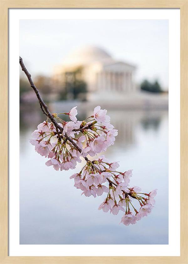 Sakura Blossoms By The Tidal Basin