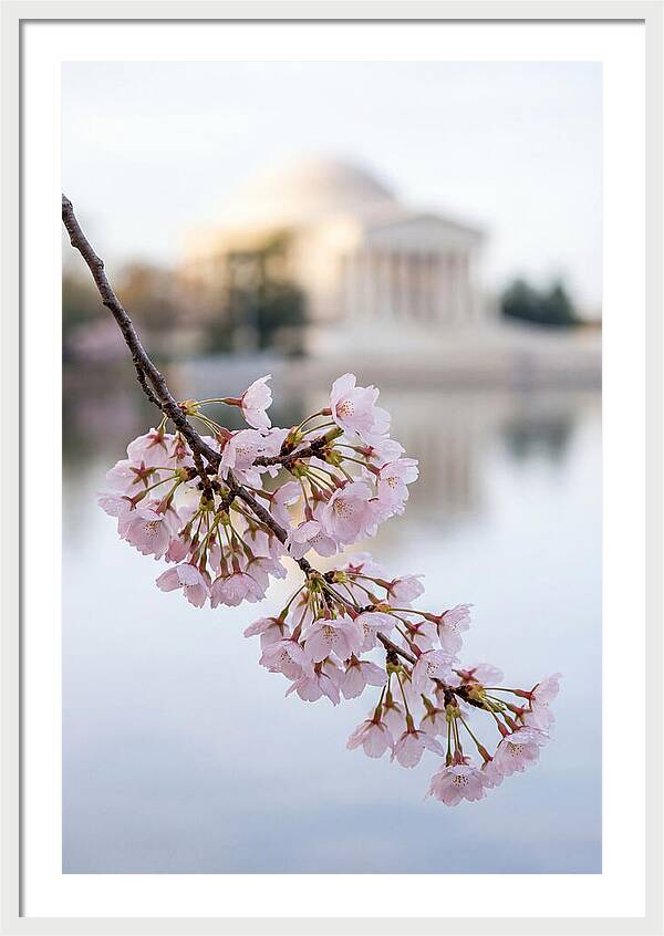 Sakura Blossoms By The Tidal Basin