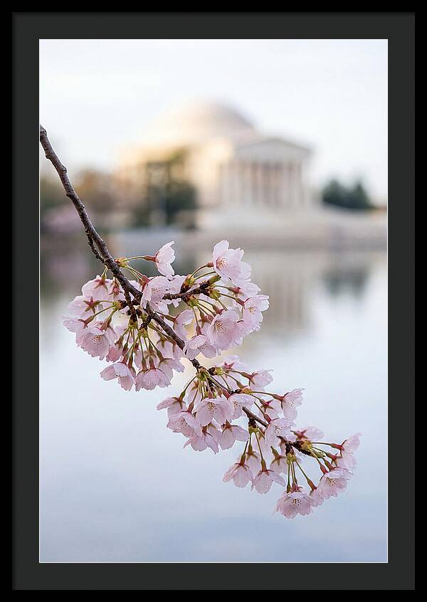 Sakura Blossoms By The Tidal Basin
