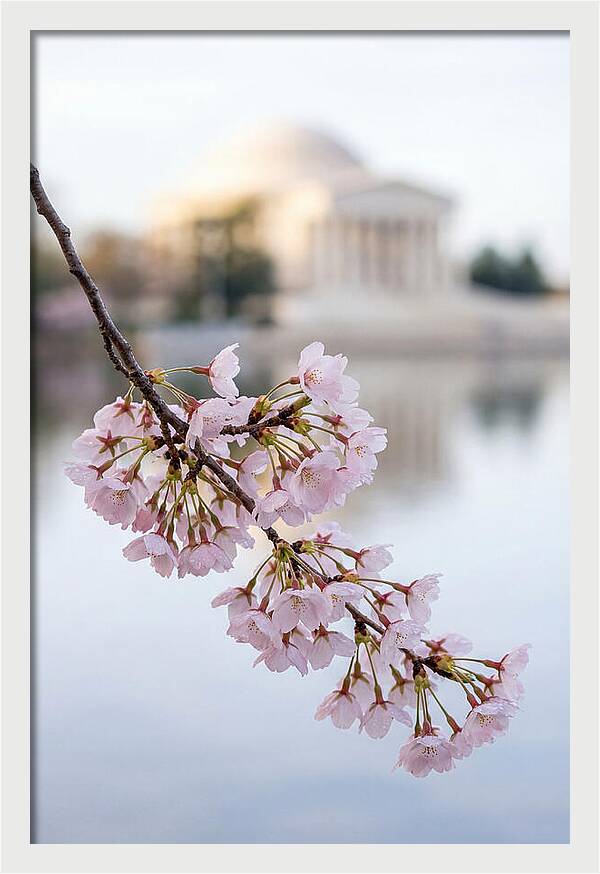 Sakura Blossoms By The Tidal Basin