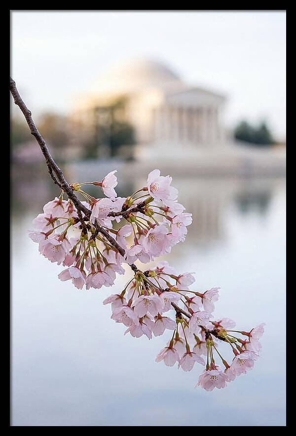 Sakura Blossoms By The Tidal Basin
