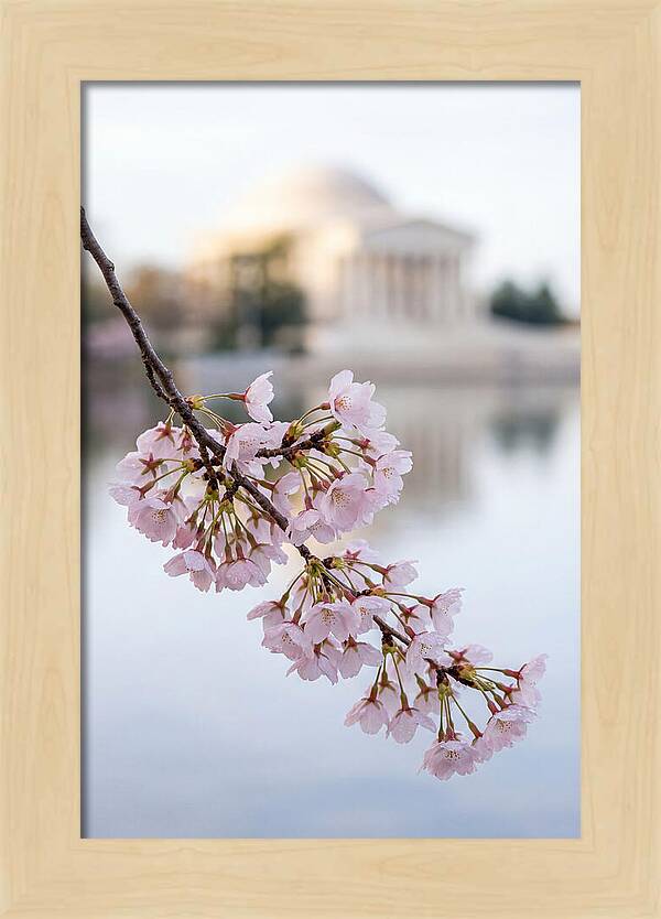 Sakura Blossoms By The Tidal Basin