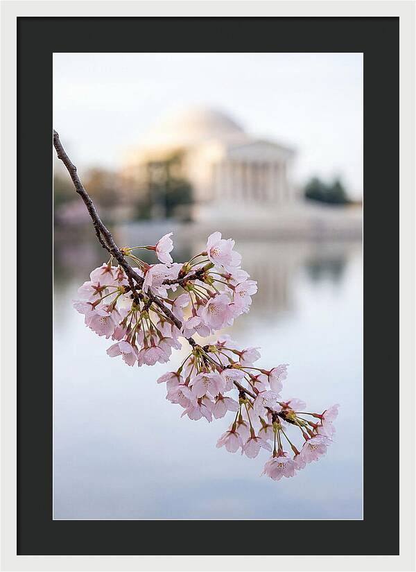 Sakura Blossoms By The Tidal Basin