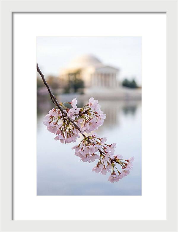 Sakura Blossoms By The Tidal Basin