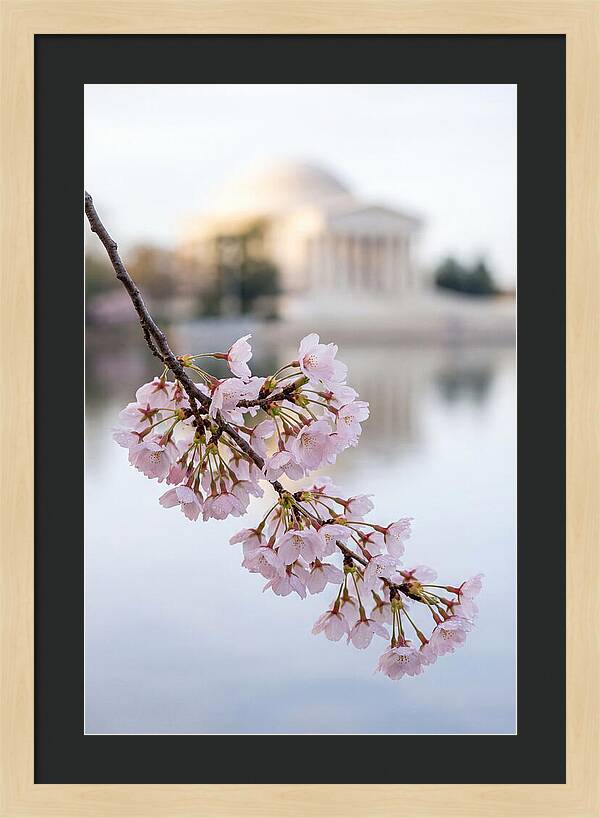 Sakura Blossoms By The Tidal Basin