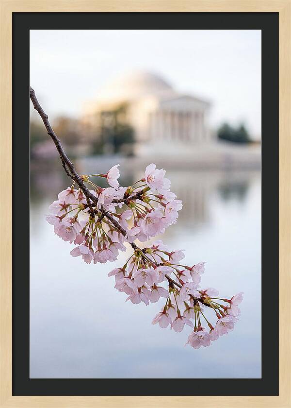 Sakura Blossoms By The Tidal Basin