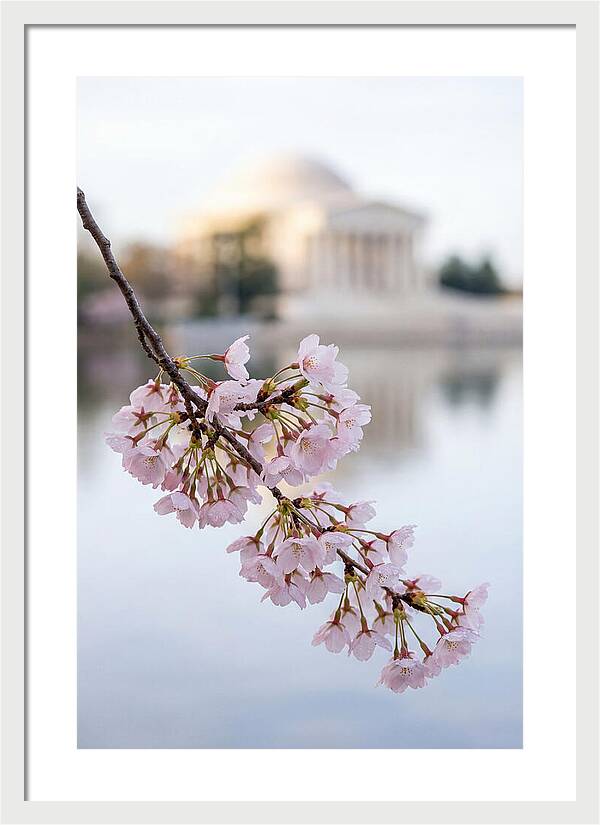 Sakura Blossoms By The Tidal Basin