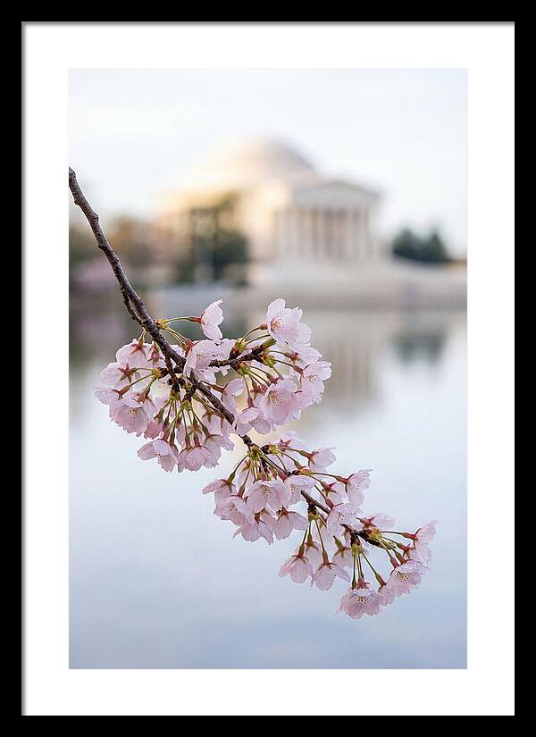 Sakura Blossoms By The Tidal Basin