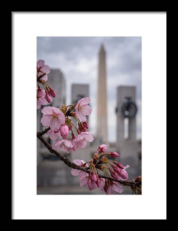 Sakura Blossoms In Washington Dc