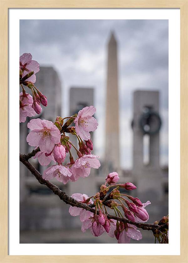 Sakura Blossoms In Washington Dc