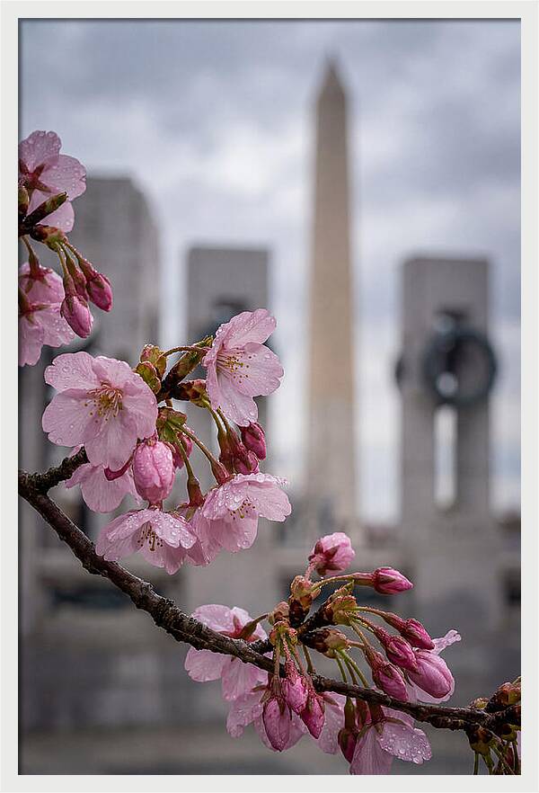Sakura Blossoms In Washington Dc