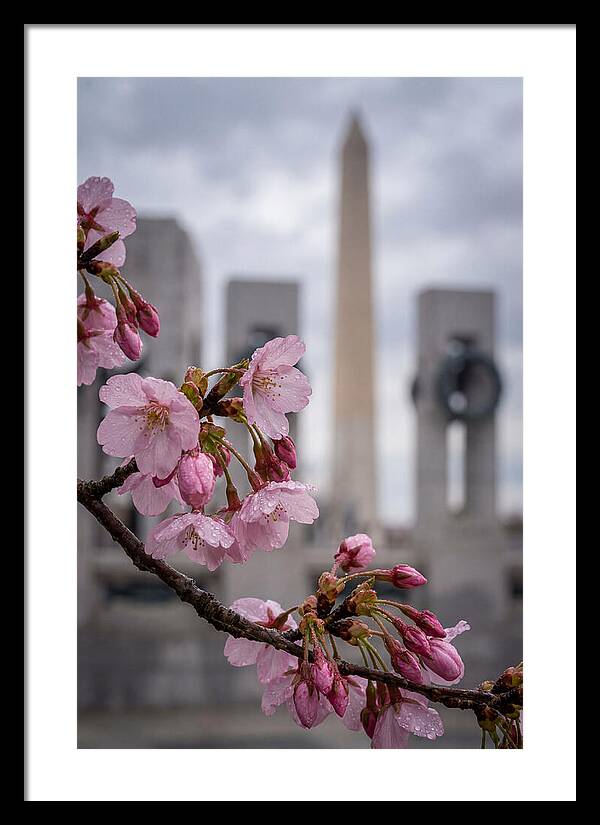 Sakura Blossoms In Washington Dc