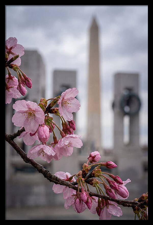 Sakura Blossoms In Washington Dc