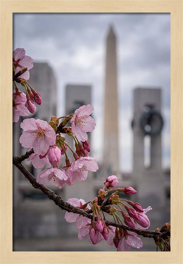 Sakura Blossoms In Washington Dc