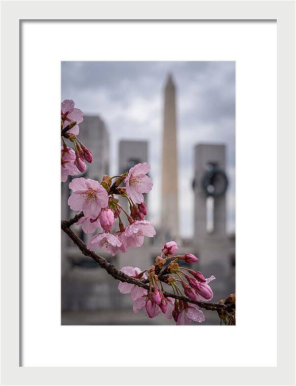 Sakura Blossoms In Washington Dc