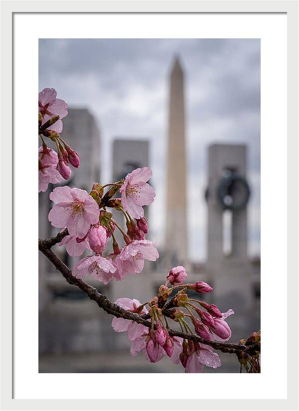 Sakura Blossoms In Washington Dc