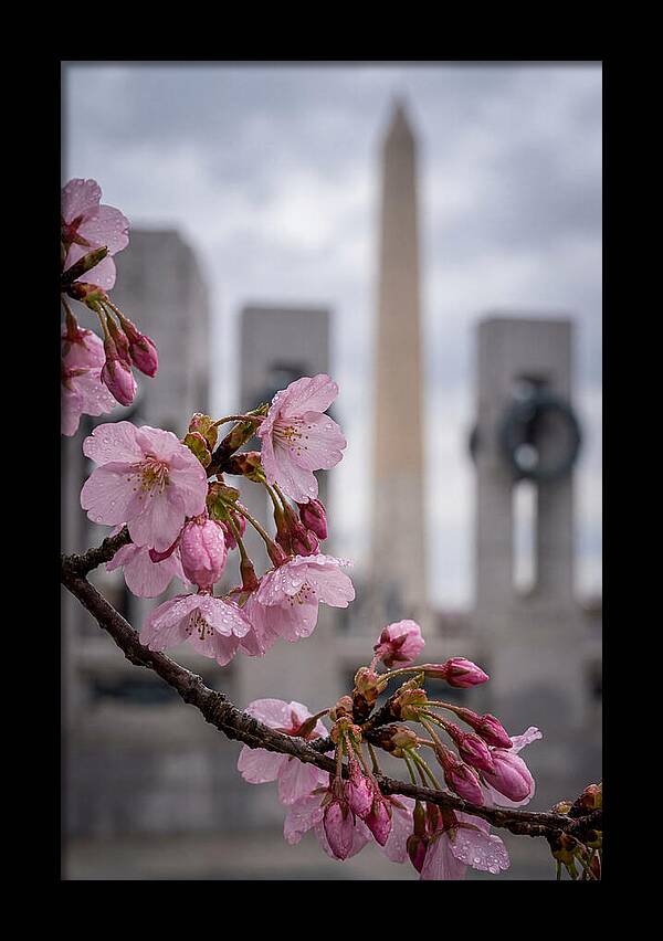 Sakura Blossoms In Washington Dc