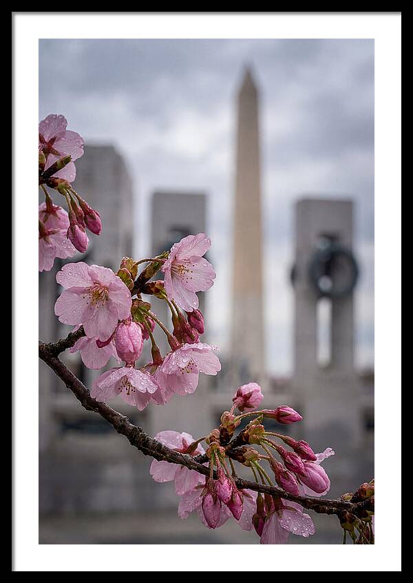 Sakura Blossoms In Washington Dc