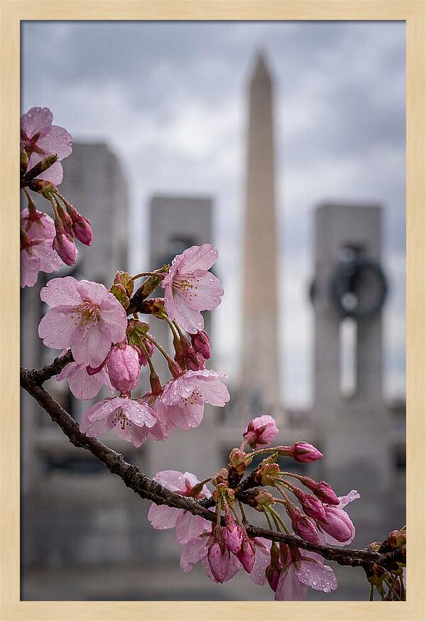 Sakura Blossoms In Washington Dc