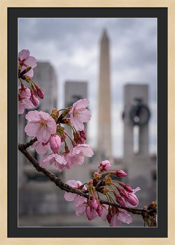 Sakura Blossoms In Washington Dc