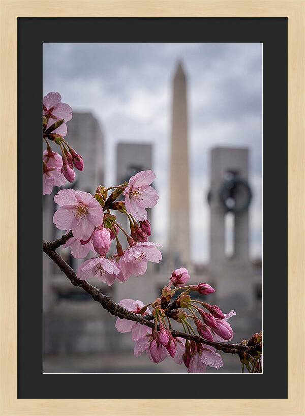 Sakura Blossoms In Washington Dc