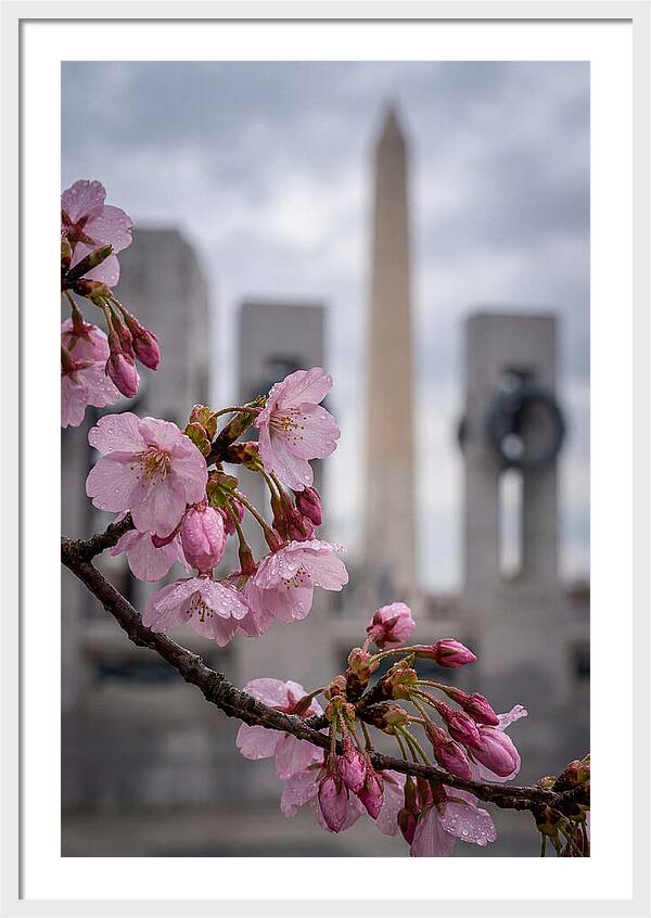 Sakura Blossoms In Washington Dc