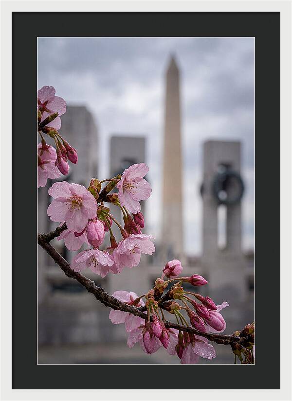 Sakura Blossoms In Washington Dc