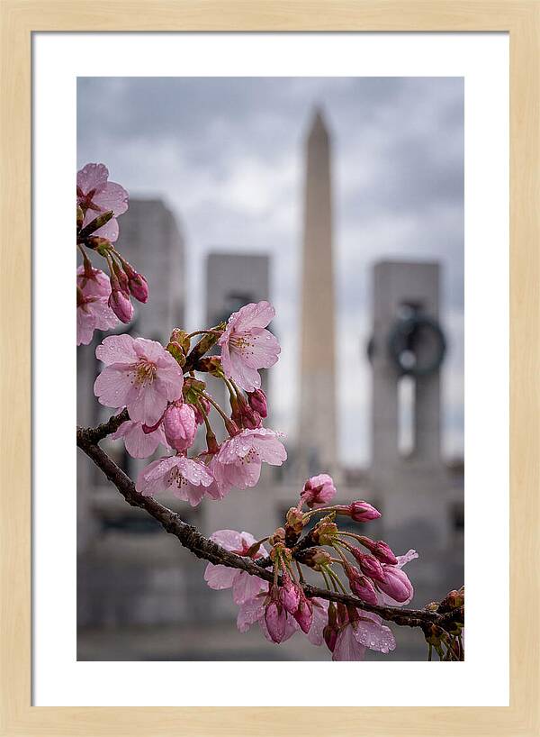 Sakura Blossoms In Washington Dc