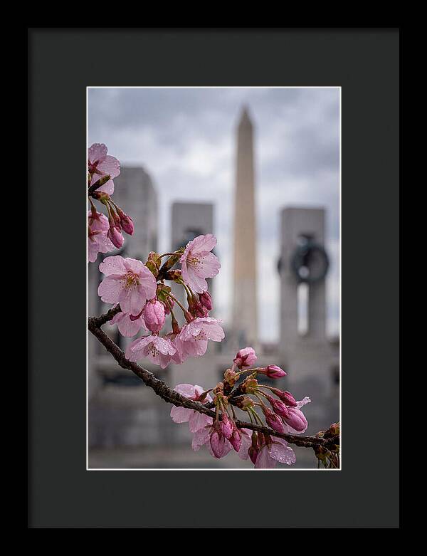 Sakura Blossoms In Washington Dc