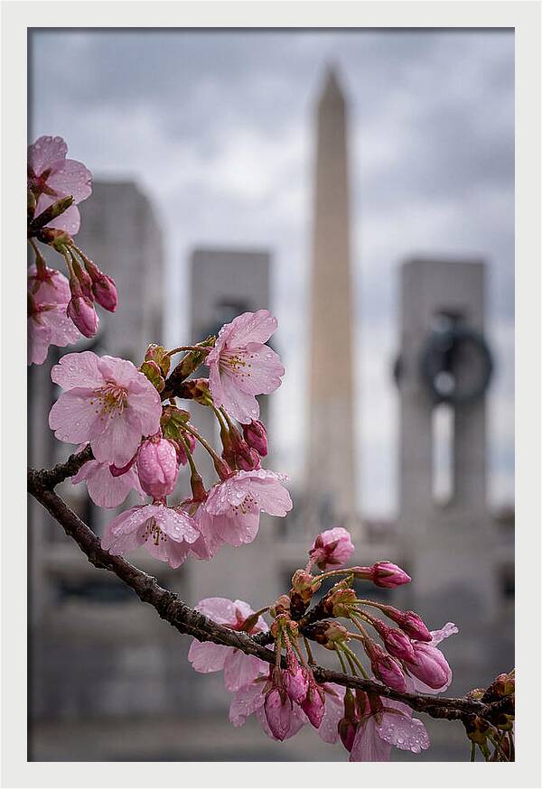 Sakura Blossoms In Washington Dc