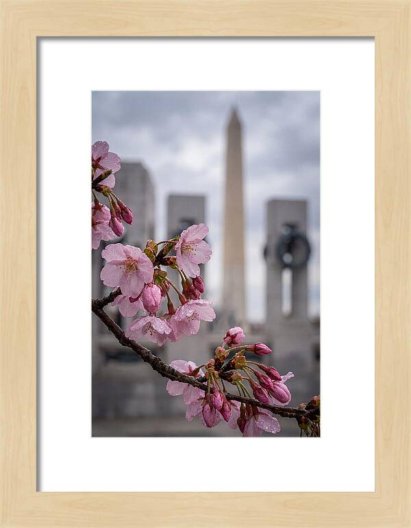 Sakura Blossoms In Washington Dc