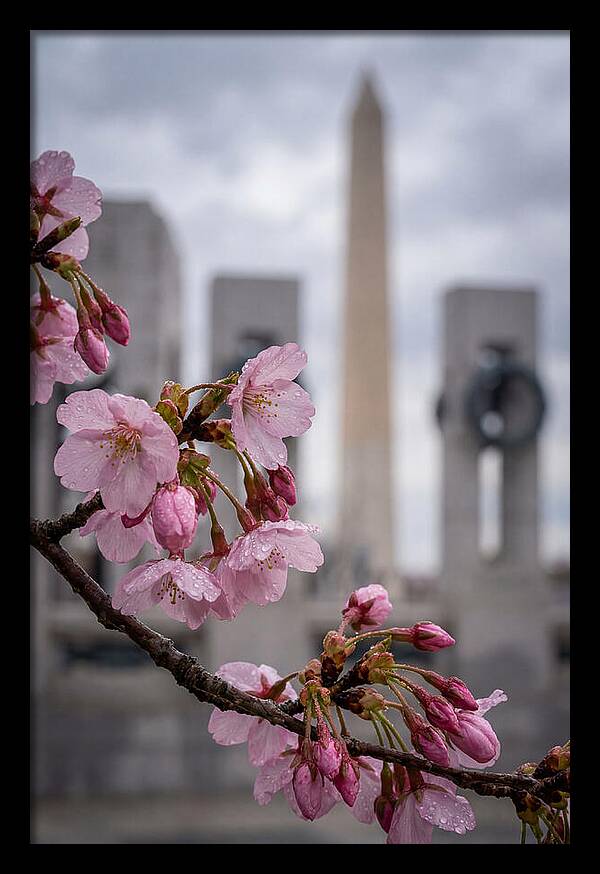 Sakura Blossoms In Washington Dc